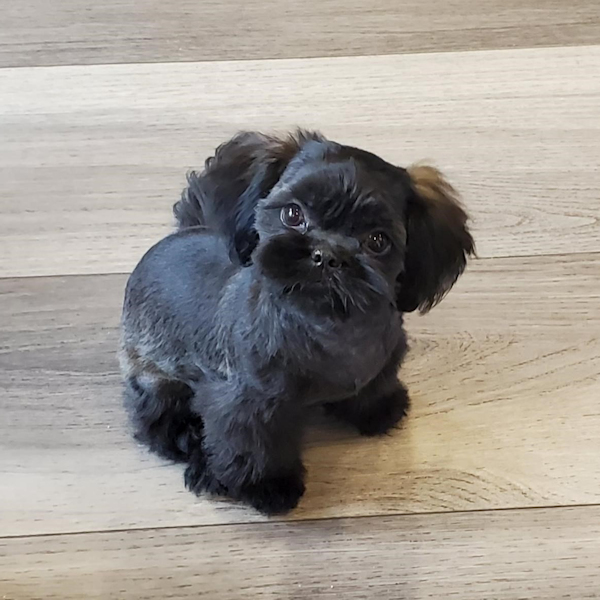 Rocky mountain best sale shih tzu